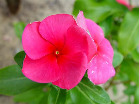 Pink Flower Images .